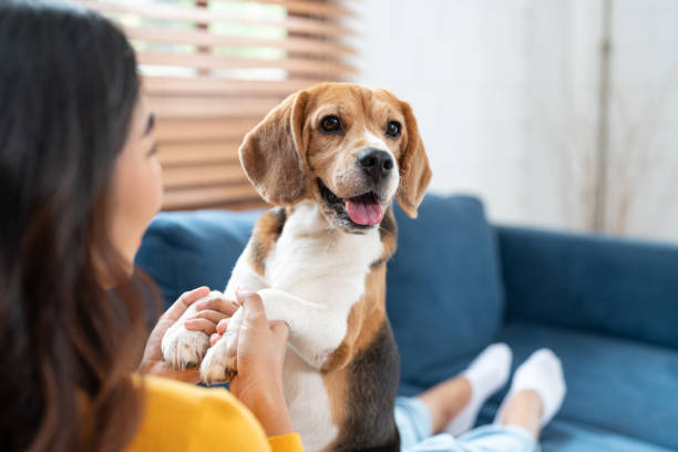 Pet
